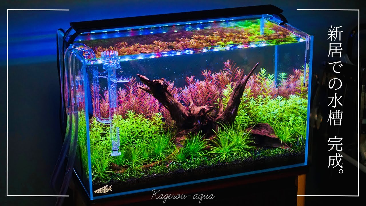 LSB002】スマトラウッド レイアウトセット 60cm水槽 アクアリウム