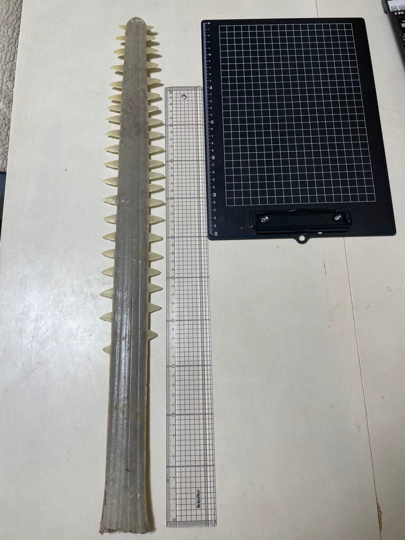 ノコギリザメの歯　標本 ノコギリザメの歯 標本 ノコギリザメの歯 標本 希少